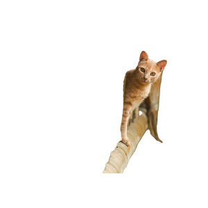 A Playful Cat Peeks Through A Wooden Fence In Manizales, Colombia, Showcasing Its Curiosity. 13661 - Cat PNG image with transparent background